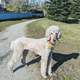 Illustration for article titled On Dogs - Update: news photos